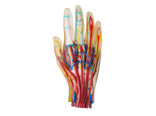 3D printed medical model hand by Stratasys Polyjet technology